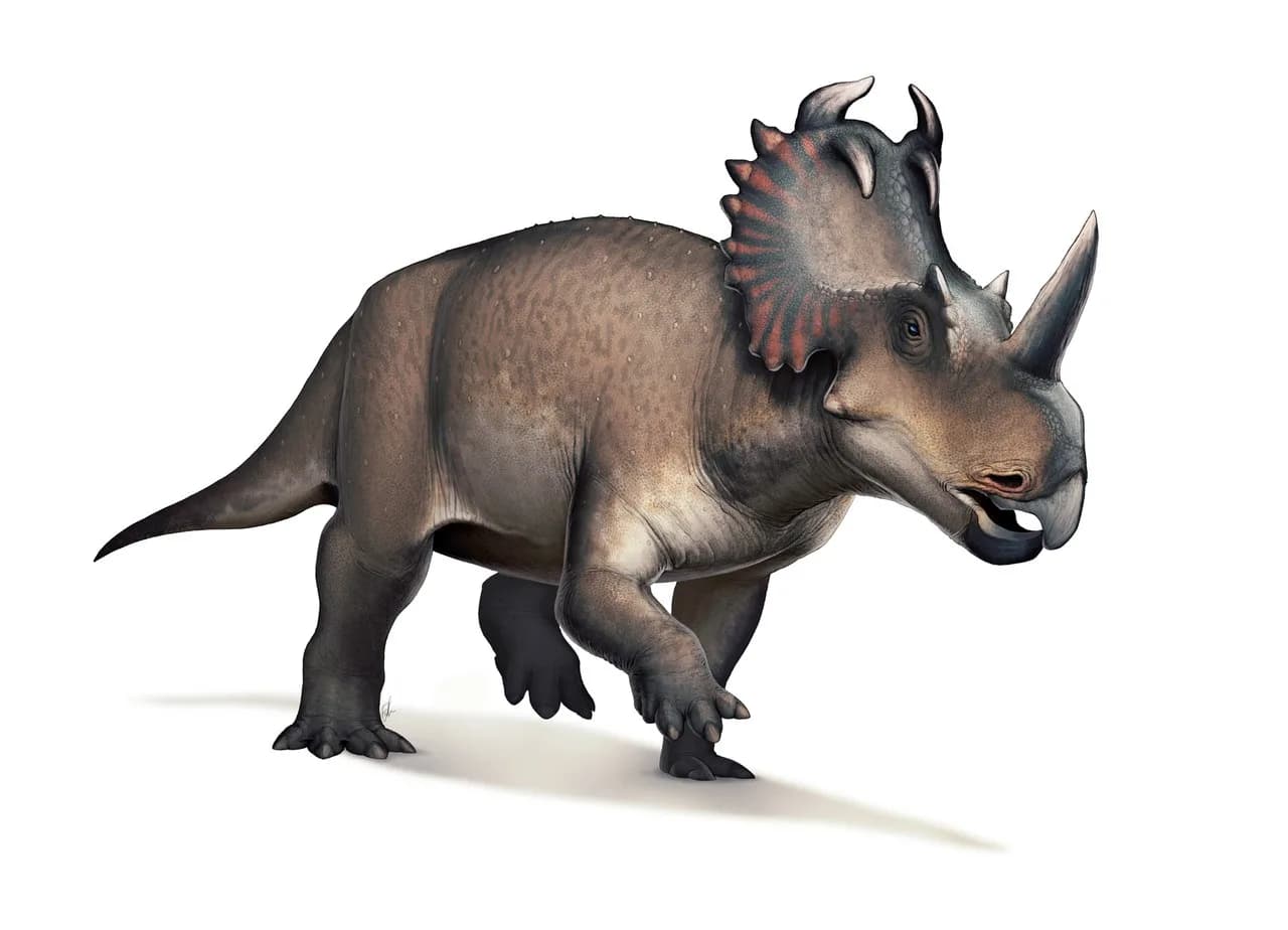 Crâne monté de Pentaceratops au Sam Noble Museum
