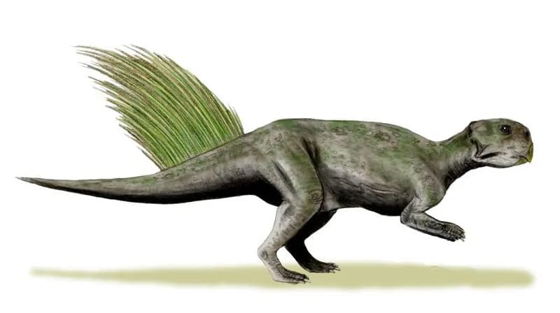 Reconstitution de Psittacosaurus mongoliensis