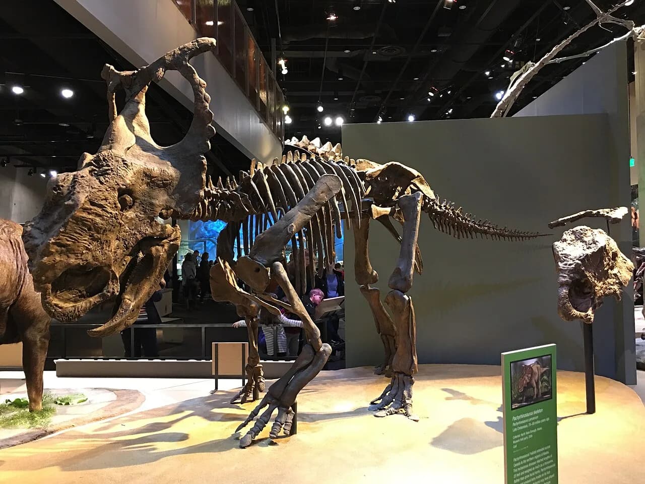 Crâne de Regaliceratops « Hellboy » au Royal Tyrrell Museum