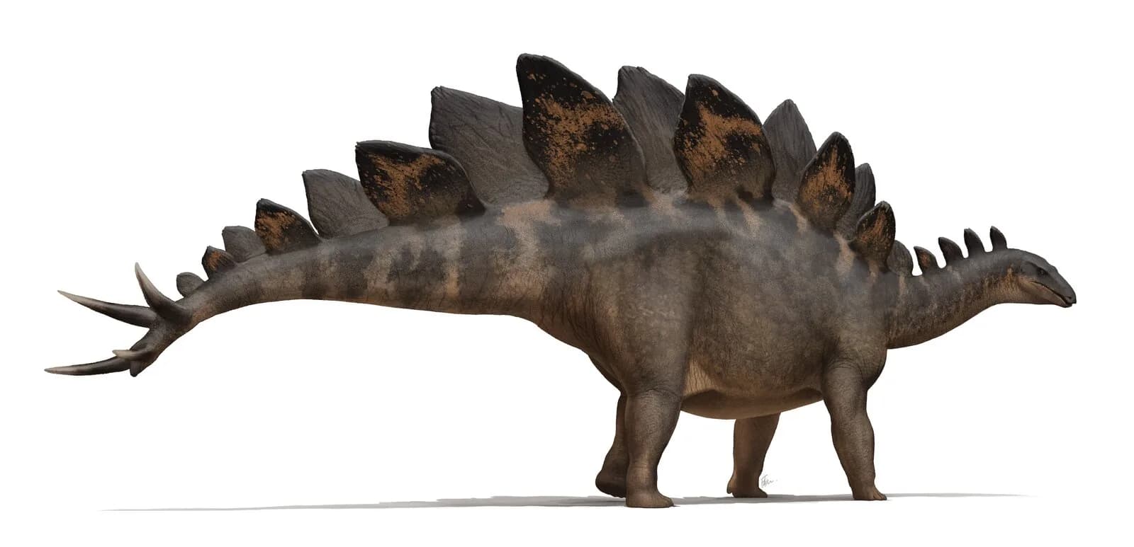 Reconstitution du spécimen 'Sophie' de Stegosaurus stenops