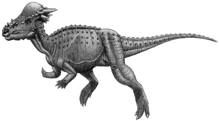 Crânes de pachycéphalosaures comparés