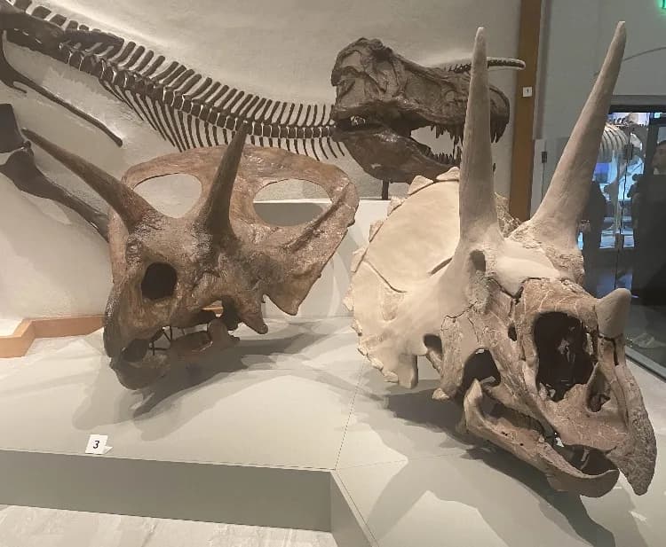 Comparaison Torosaurus et Triceratops