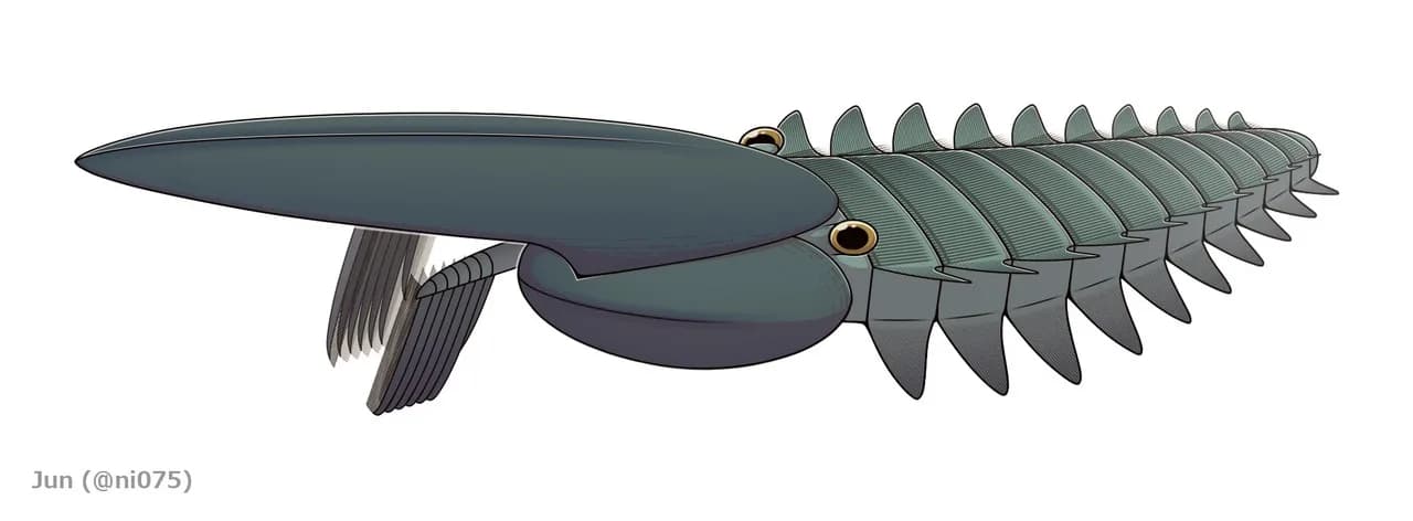 Reconstitution artistique d'Aegirocassis benmoulai filtrant le plancton ordovicien