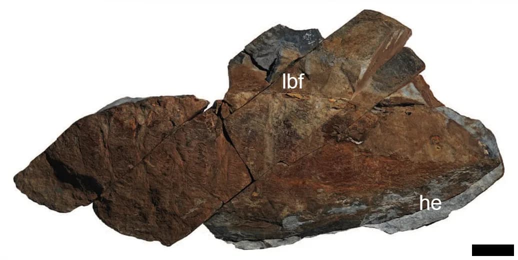Fossile d'Aegirocassis benmoulai de la formation de Fezouata, Maroc