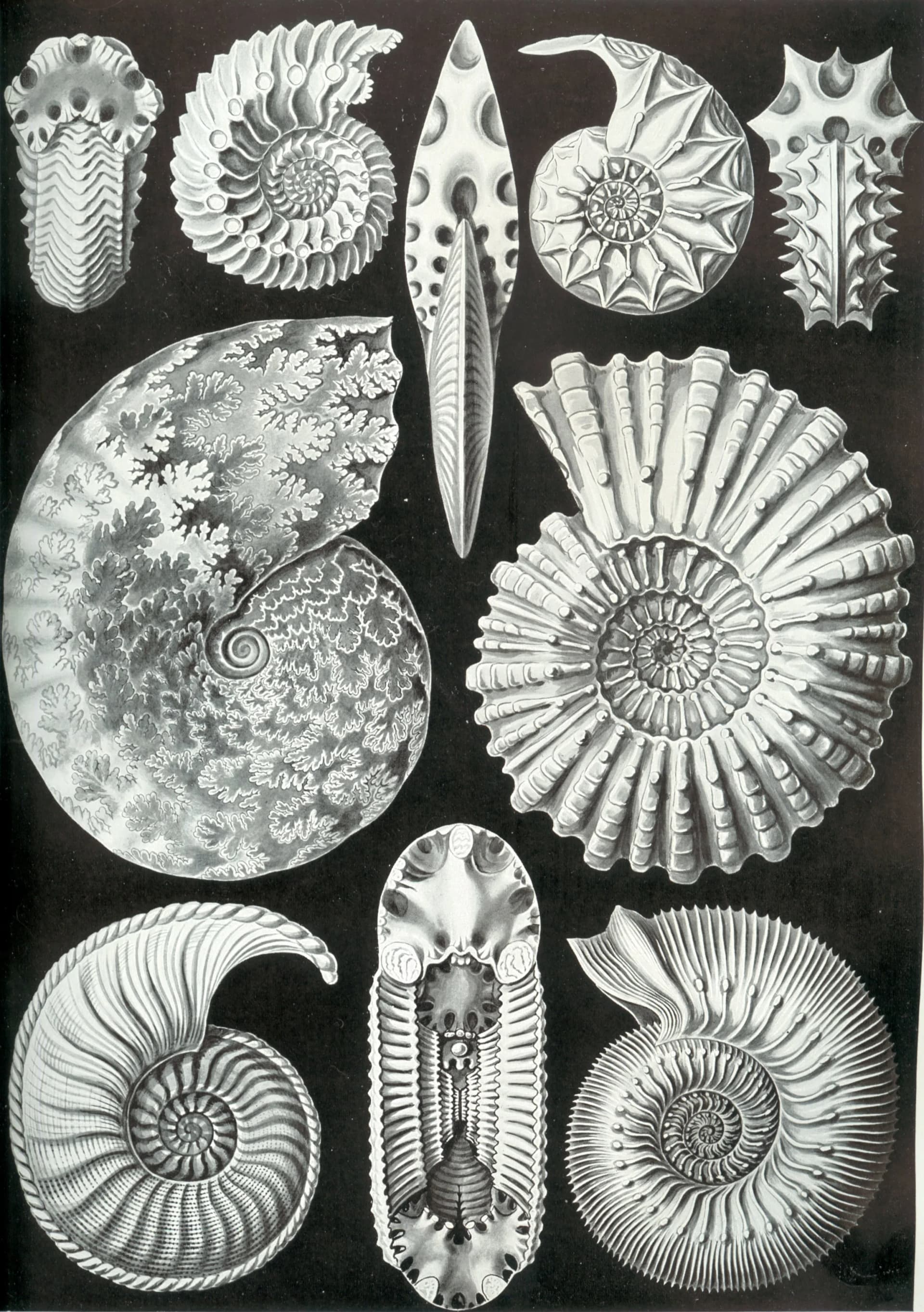 Illustration de différentes espèces d'ammonites par Ernst Haeckel