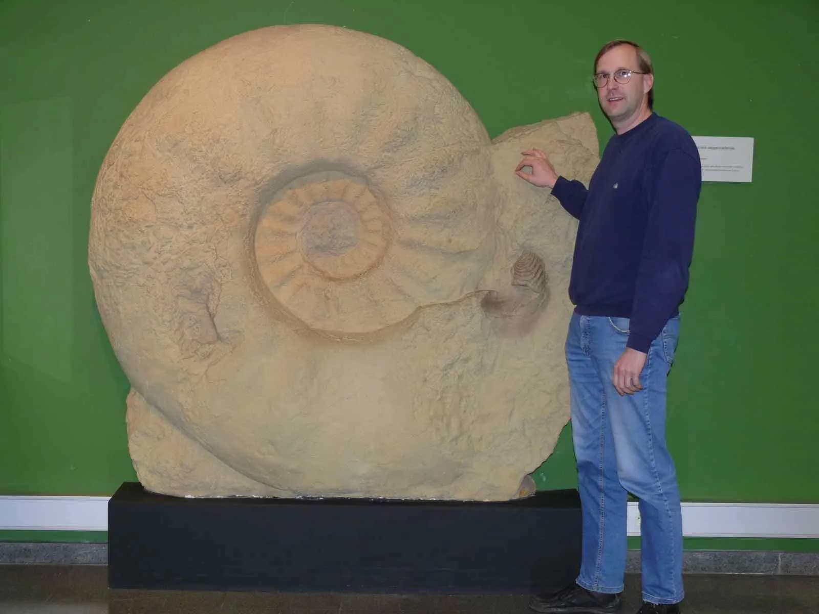 Fossile géant de Parapuzosia seppenradensis, la plus grande ammonite connue