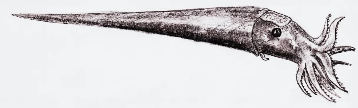 Reconstitution de Cameroceras, céphalopode géant de l'Ordovicien