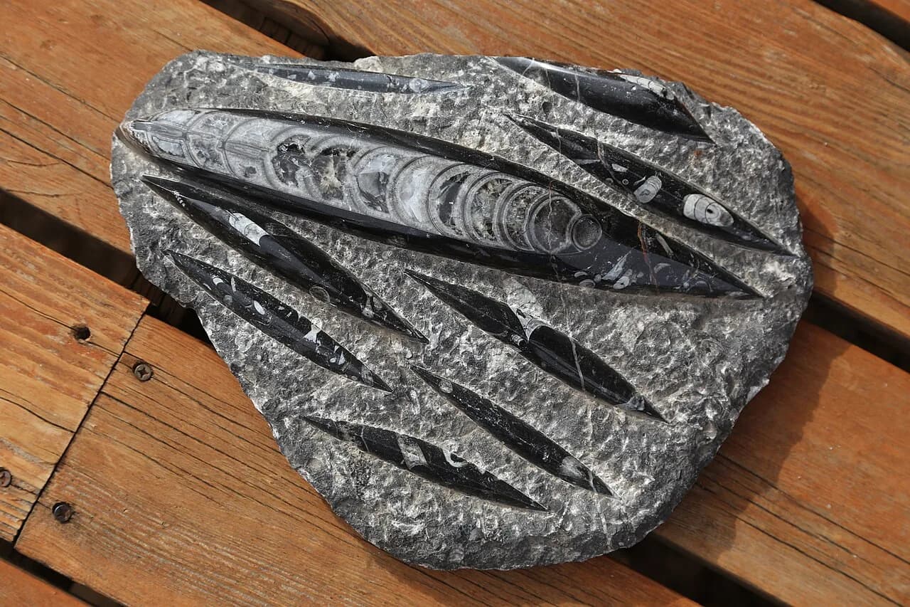 Fossiles d'Orthoceras en grappe dans du calcaire