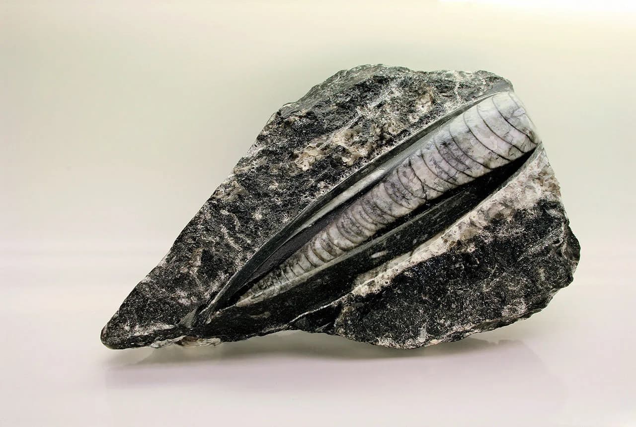 Fossile d'Orthoceras du Silurien — vue macro