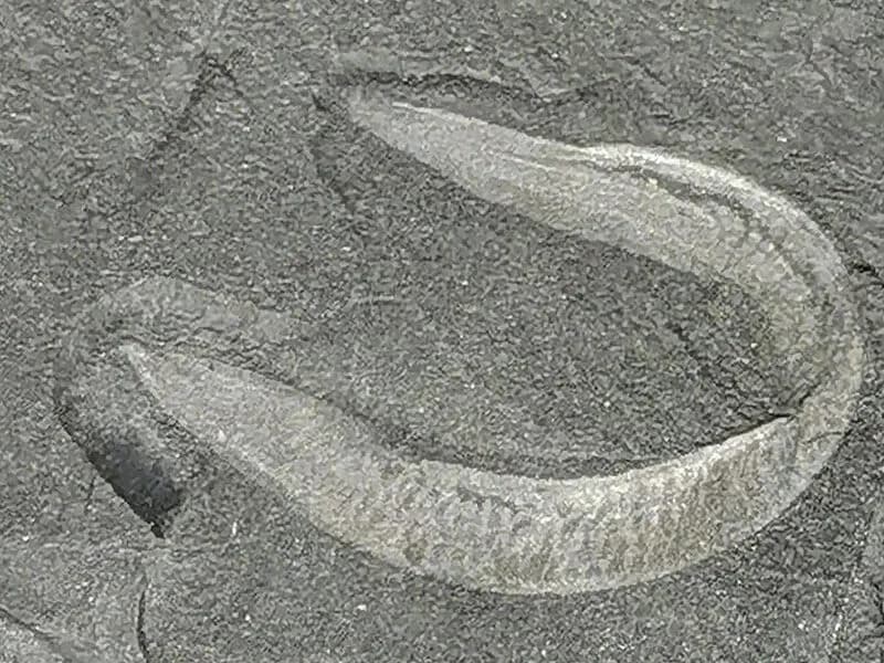 Fossile de Pikaia gracilens des schistes de Burgess