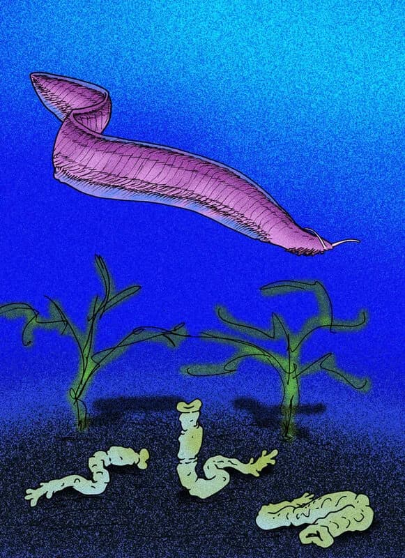 Spécimen fossile de Pikaia gracilens montrant les myomères segmentés