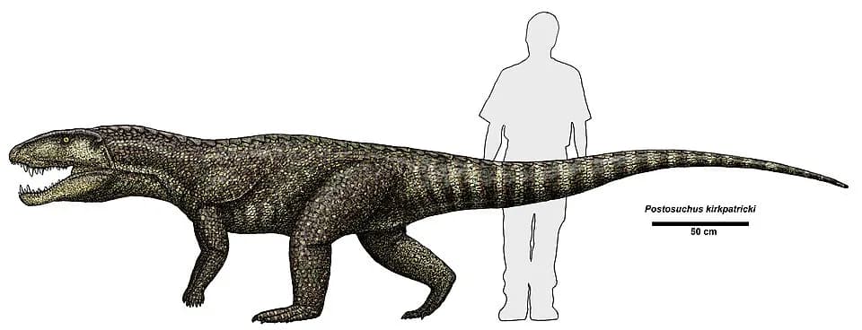 Squelette monté de Postosuchus kirkpatricki montrant sa posture semi-érigée
