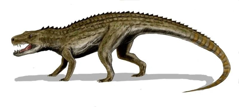 Reconstitution artistique de Postosuchus kirkpatricki, rauisuchien du Trias