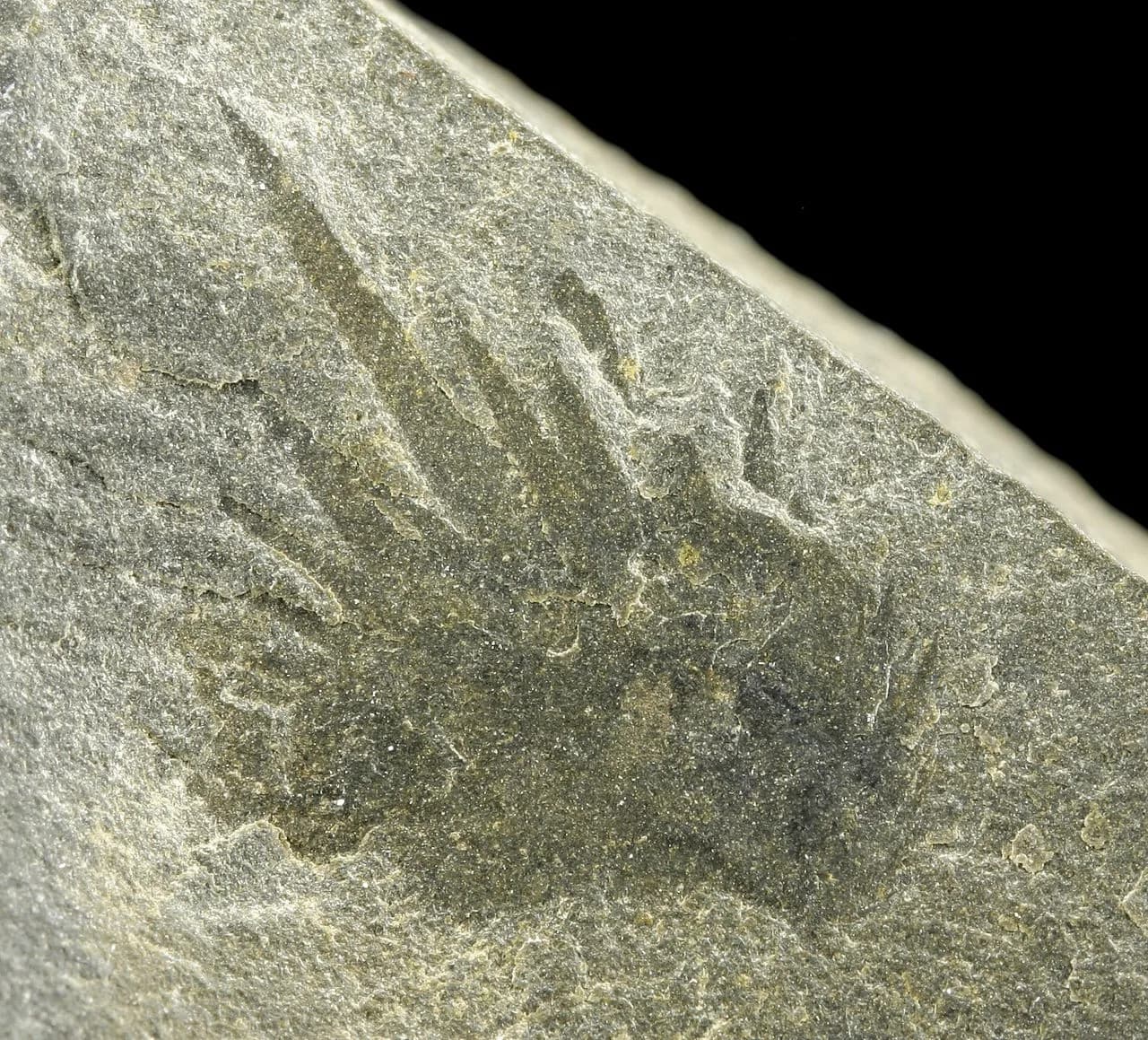 Fossile de Wiwaxia corrugata des schistes de Burgess, montrant les écailles et épines
