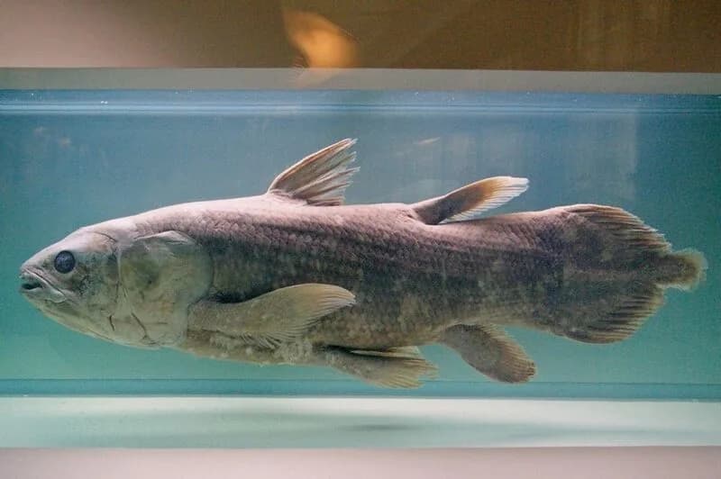 Spécimen naturalisé de cœlacanthe au Muséum national d'histoire naturelle