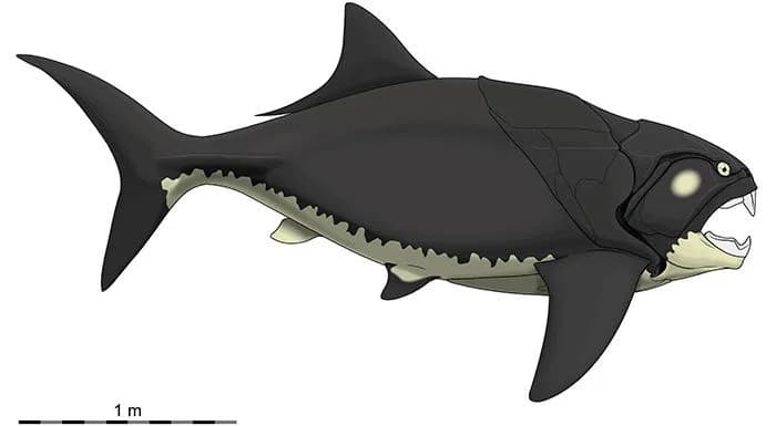 Crâne blindé de Dunkleosteus au Cleveland Muséum of Natural History