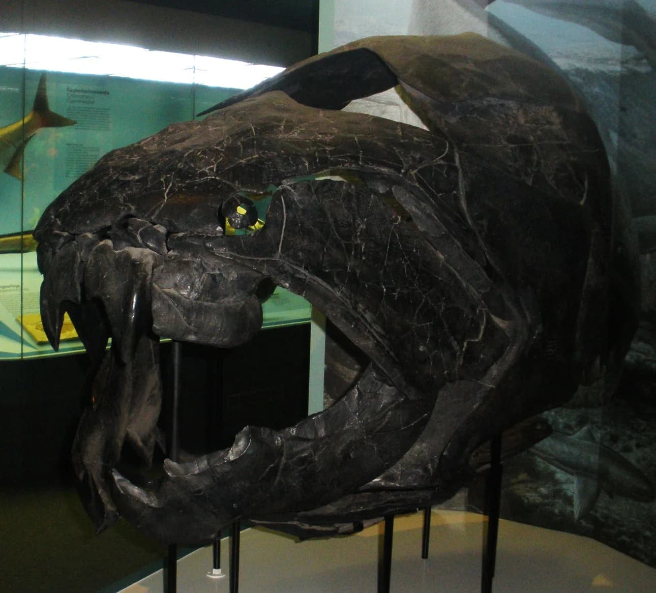 Reconstitution de Dunkleosteus terrelli en chasse