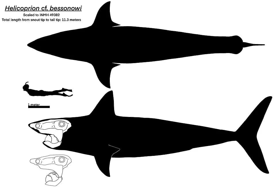 Reconstitution squelettique d'Helicoprion