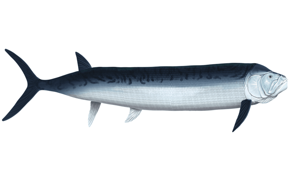 Reconstitution de Xiphactinus audax, le « poisson bouledogue » du Crétacé
