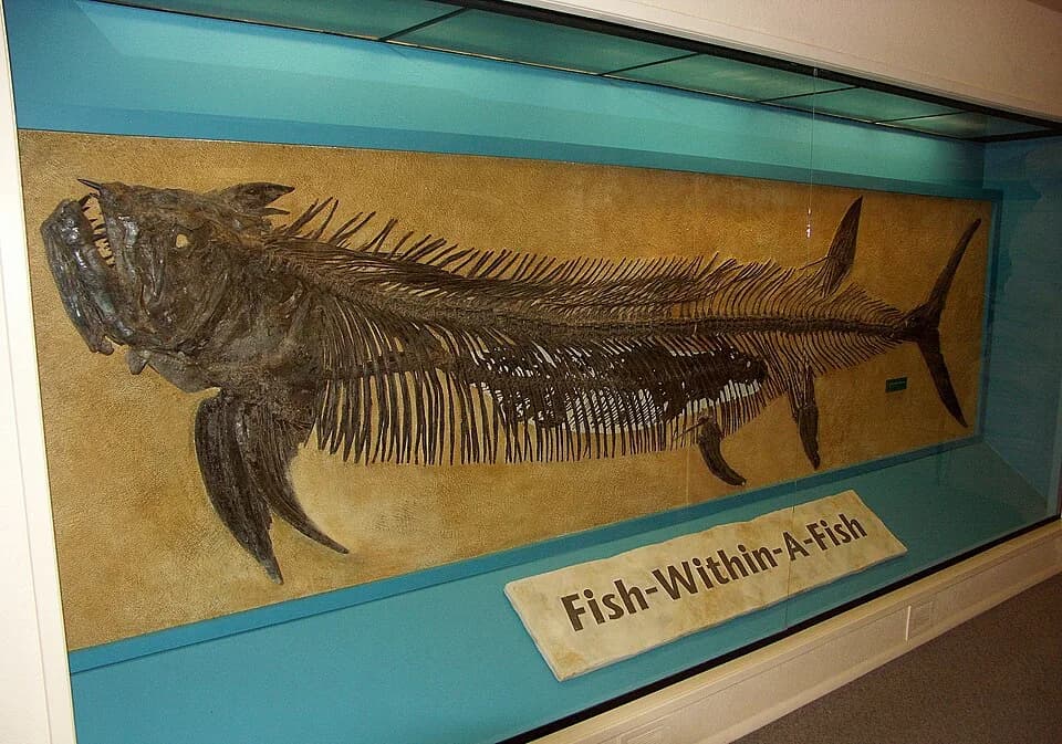 Squelette fossile complet de Xiphactinus audax au Sternberg Museum