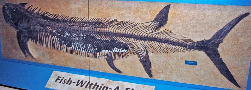 Le célèbre « poisson-dans-un-poisson » : Xiphactinus avec un Gillicus dans son estomac