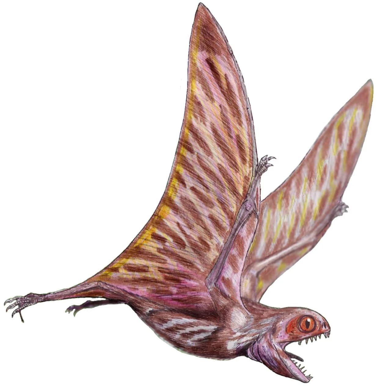 Illustration d'Anurognathus ammoni