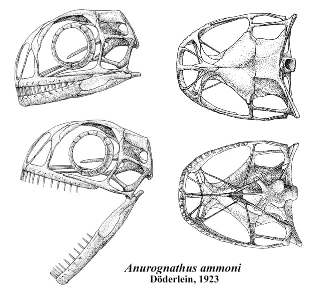 Crâne fossile d'Anurognathus