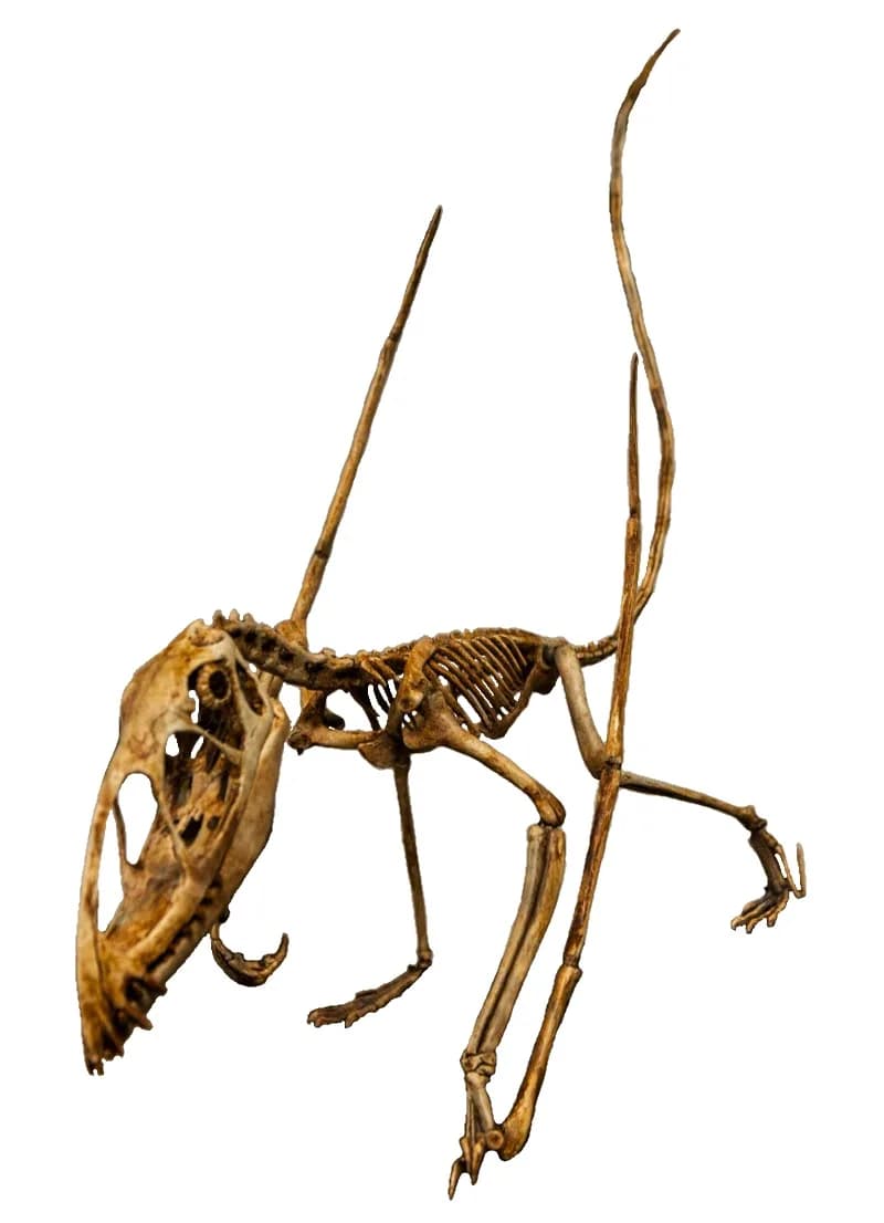 Squelette monté de Dimorphodon macronyx