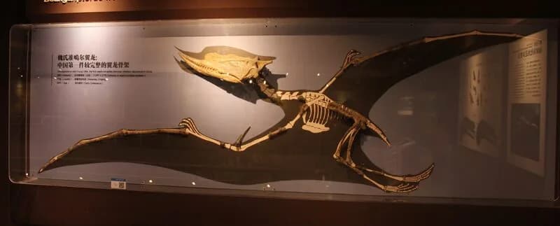 Squelette monté de Dsungaripterus weii au Musée paléozoologique de Chine