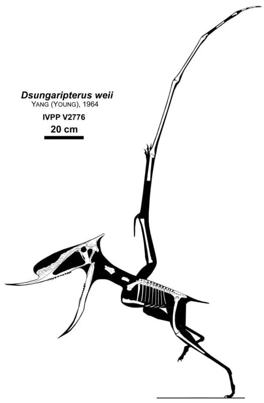 Reconstitution squelettique de Dsungaripterus weii montrant le bec recourbé caractéristique