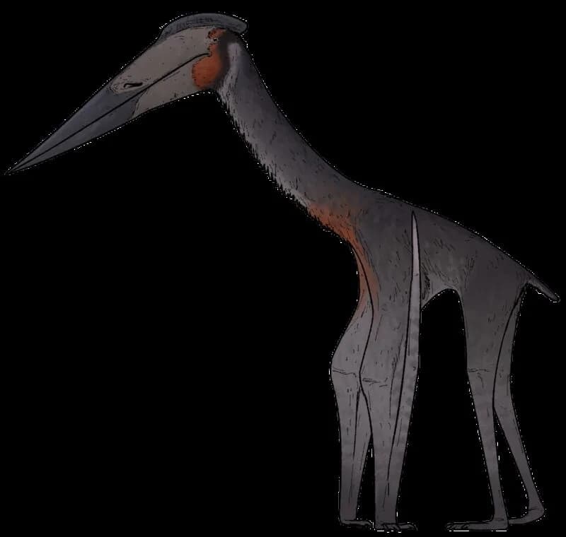 Reconstitution de Hatzegopteryx thambema en posture debout