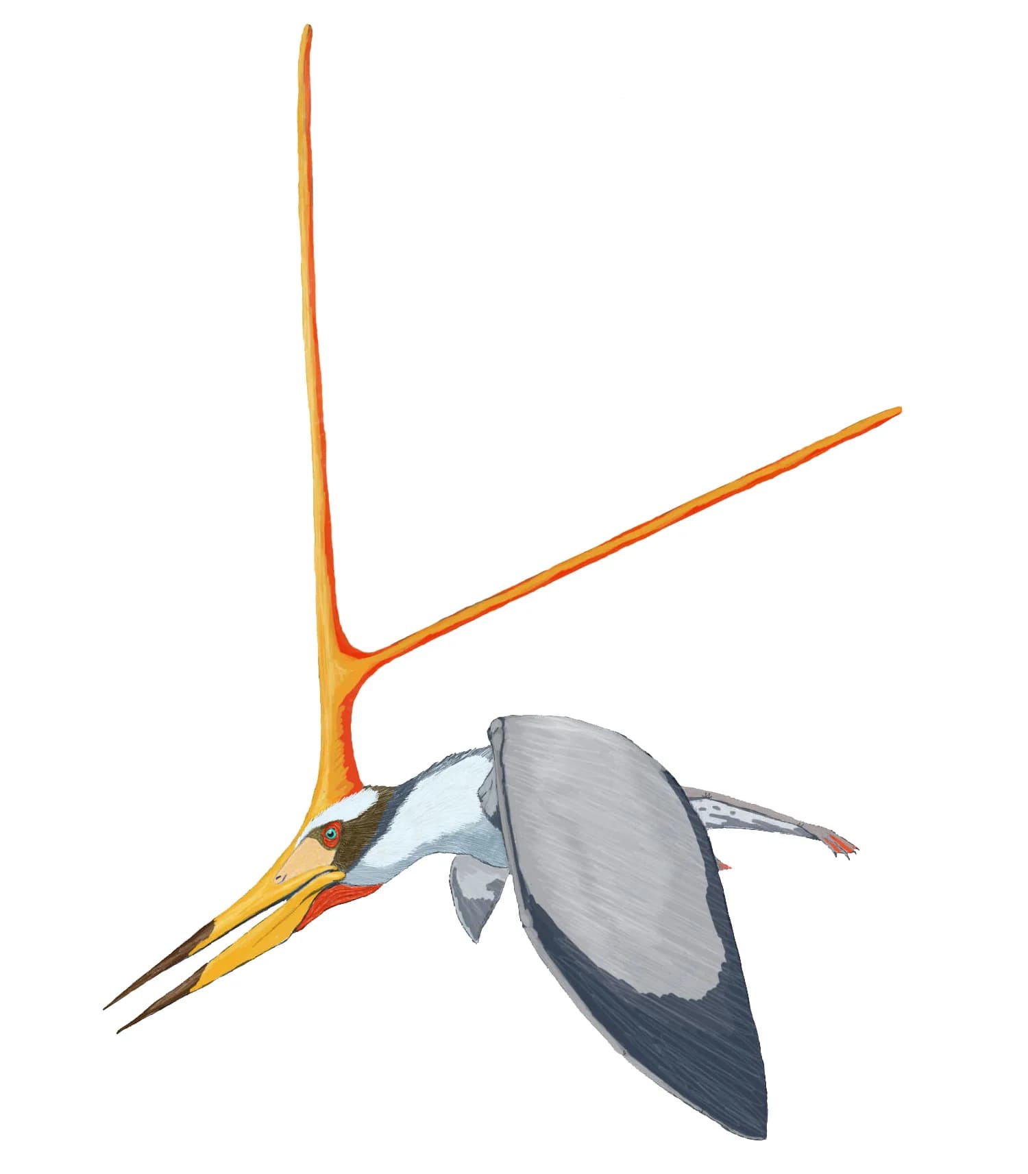 Reconstitution artistique de Nyctosaurus avec sa crête distinctive