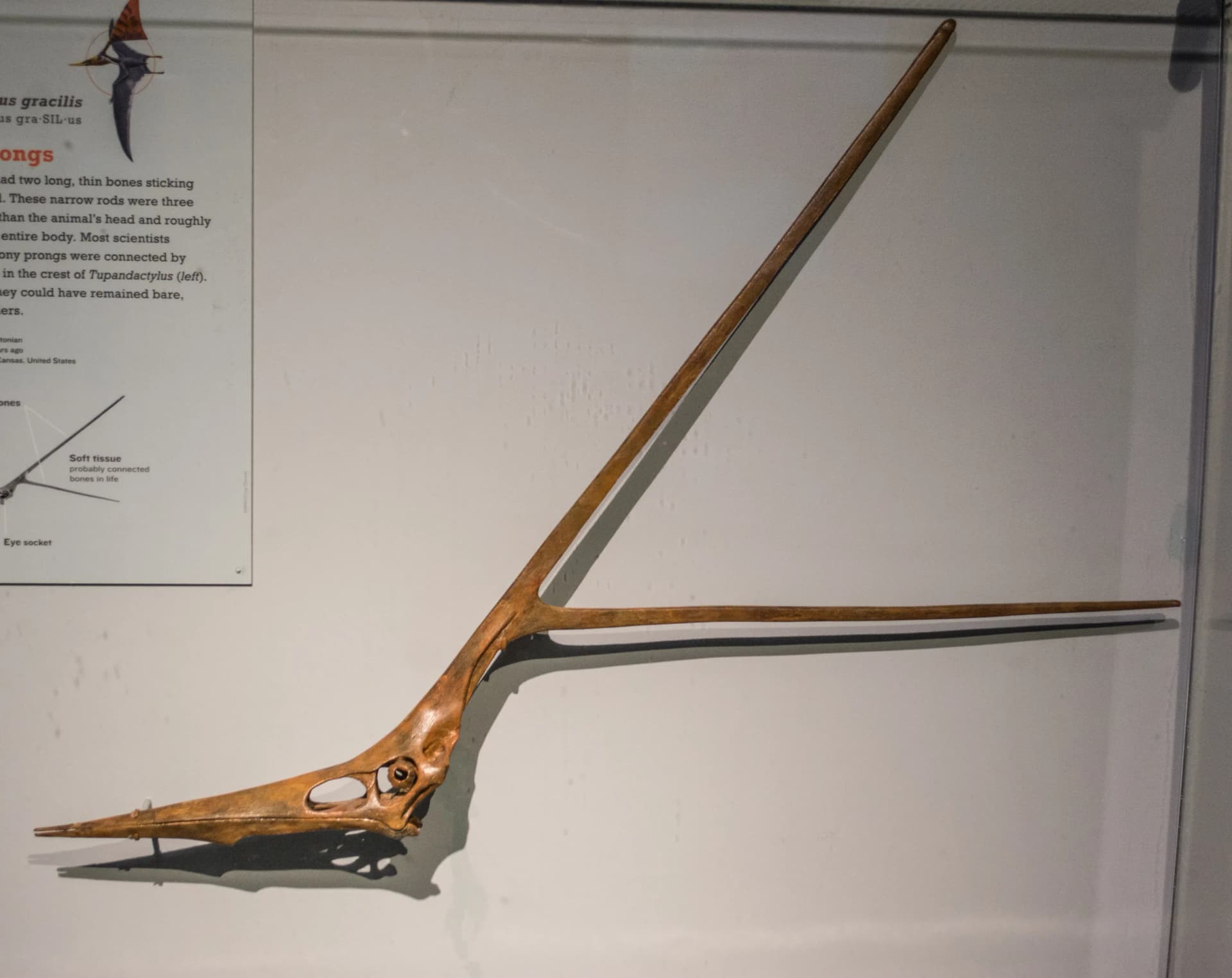 Crâne fossile de Nyctosaurus gracilis