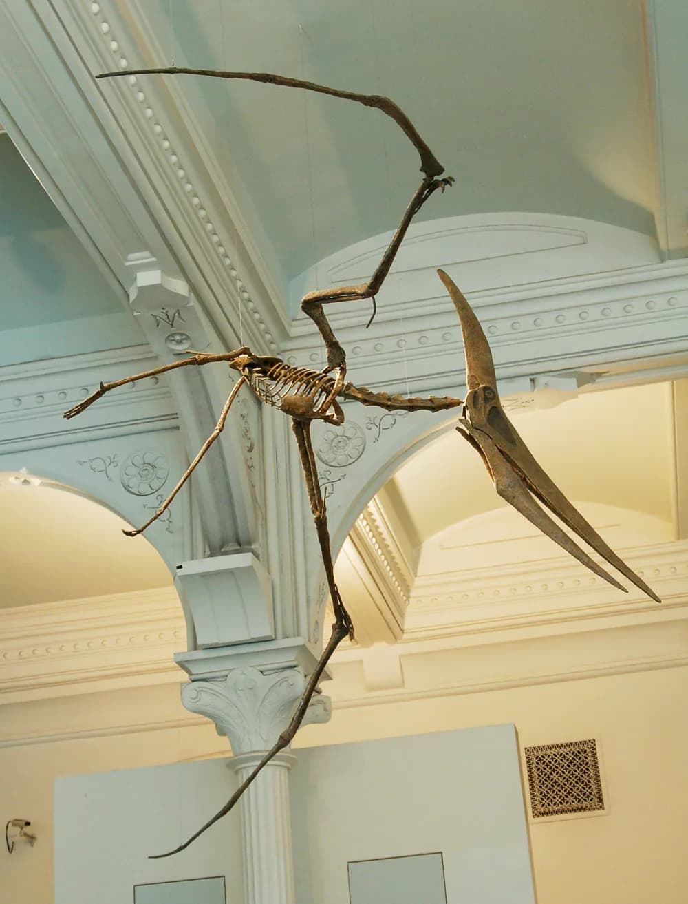 Reconstitution d'un mâle Pteranodon longiceps en vol
