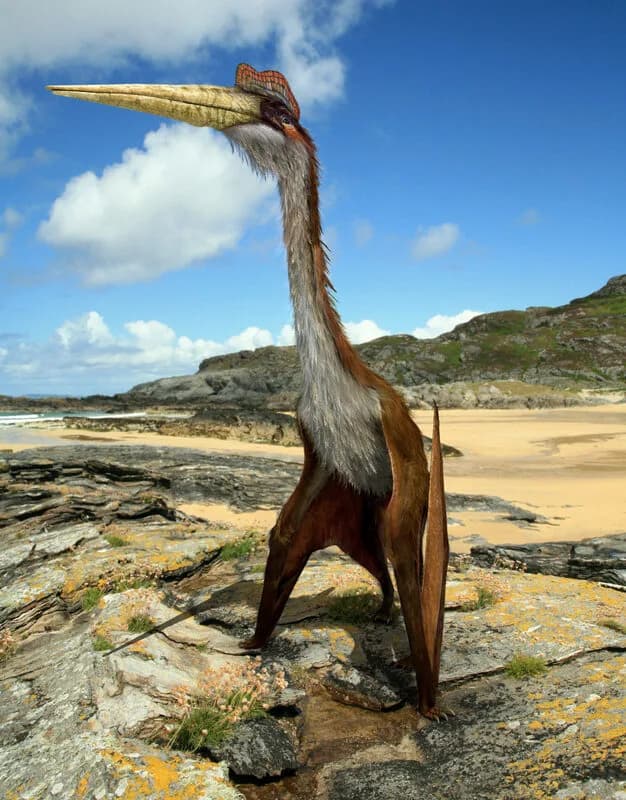 Quetzalcoatlus en vol comparé à un humain et un Pteranodon