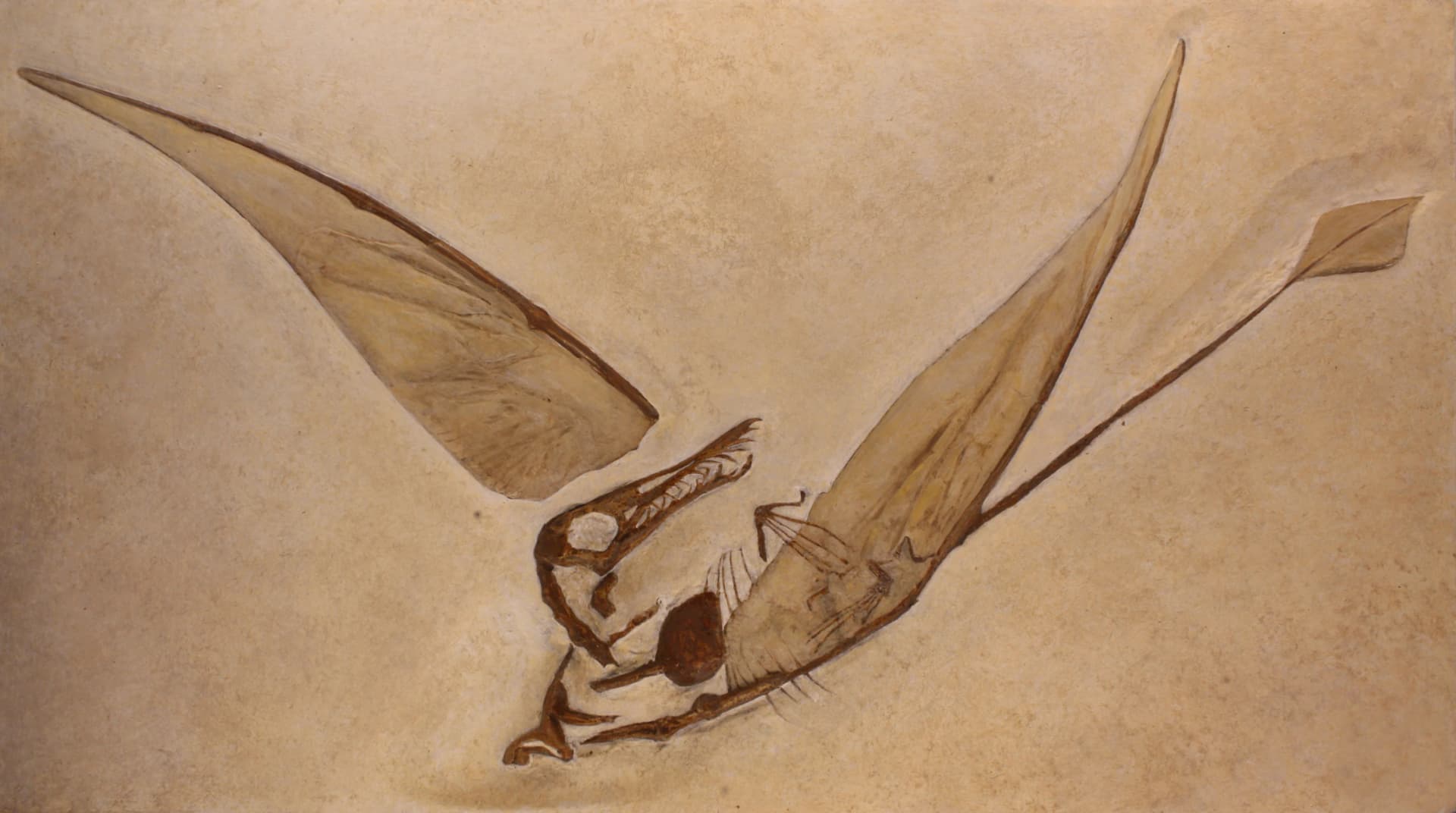 Fossile de Rhamphorhynchus muensteri (spécimen YPM 1778)