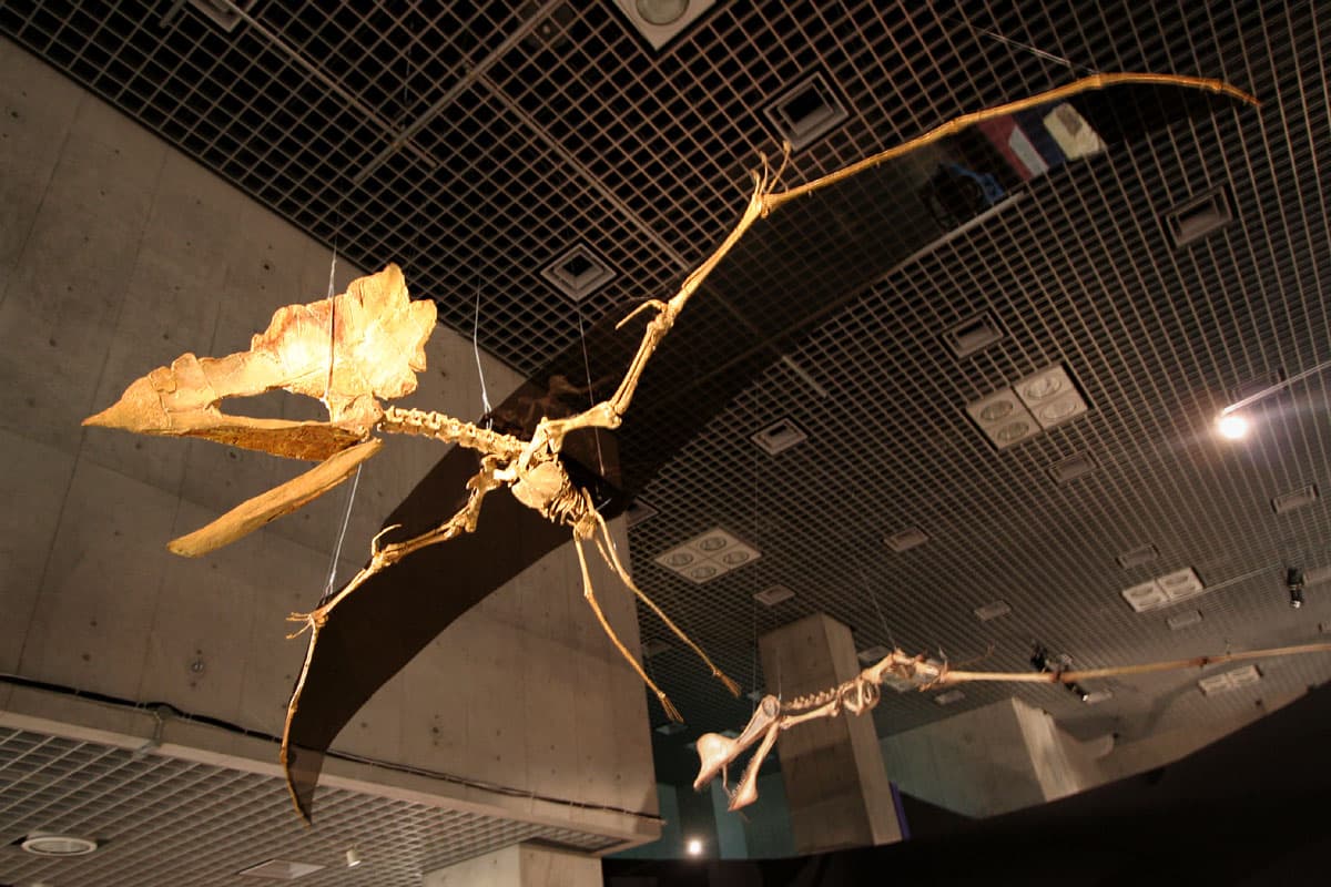 Modèle de Thalassodromeus exposé au Japon, montrant la crête crânienne caractéristique.