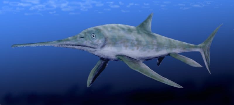 Reconstitution d'Eurhinosaurus longirostris, un ichtyosaure du Jurassique inférieur au museau supérieur allongé.