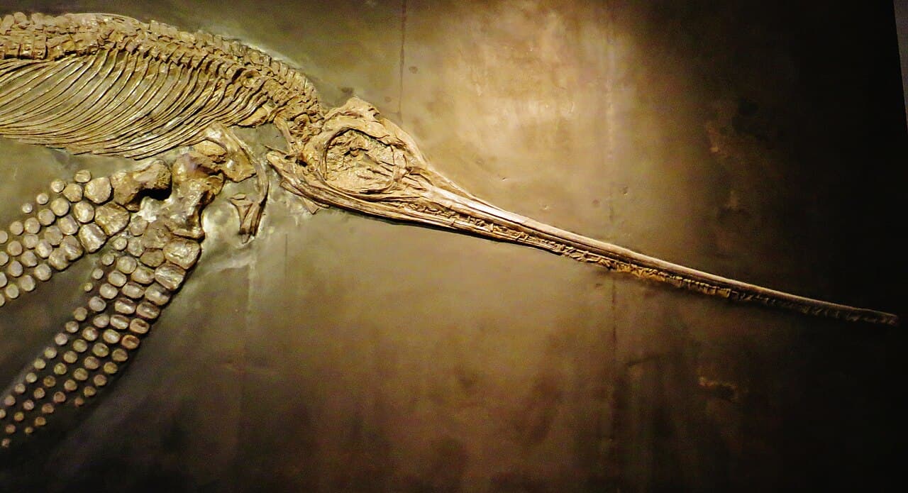 Fossile d'Eurhinosaurus longirostris, montrant le squelette articulé et le rostre caractéristique.