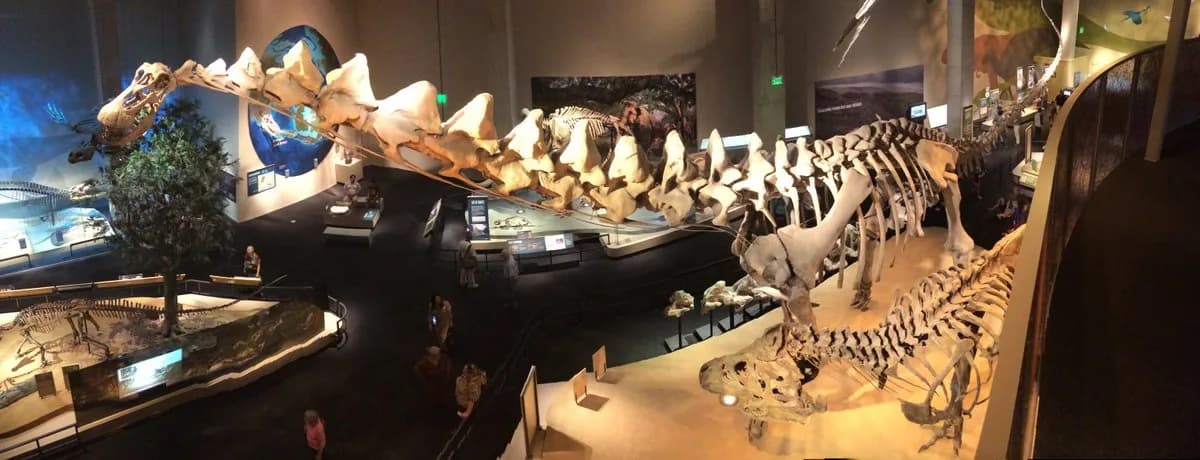 Squelette partiel d'Alamosaurus