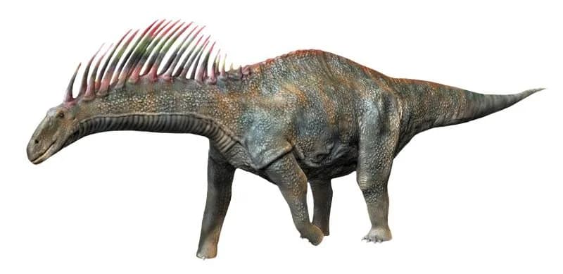 Reconstitution d'Amargasaurus cazaui