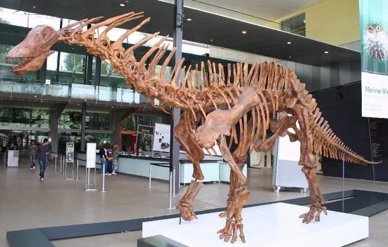 Squelette monté d'Amargasaurus cazaui, Melbourne Museum