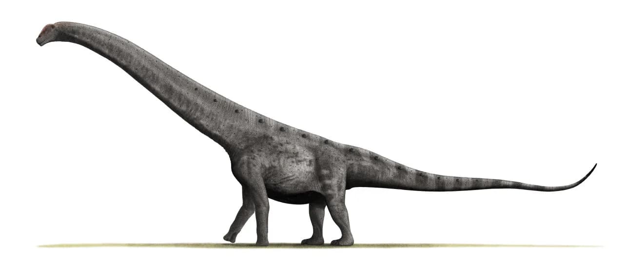Reconstitution d'un sauropode géant, le type de dinosaure auquel appartient Nagatitan, plus grand dino d'Asie du Sud-Est