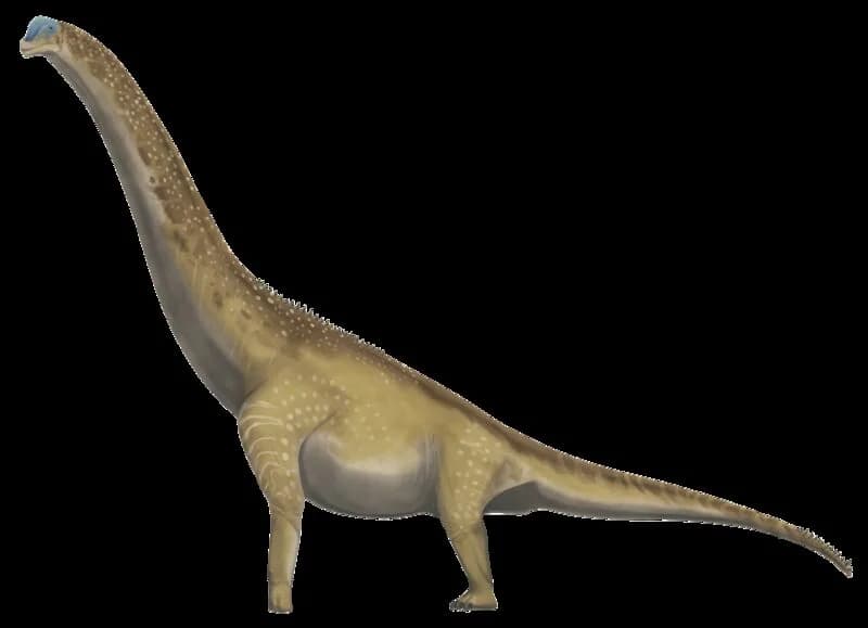 Reconstitution de Brachiosaurus altithorax, profil latéral