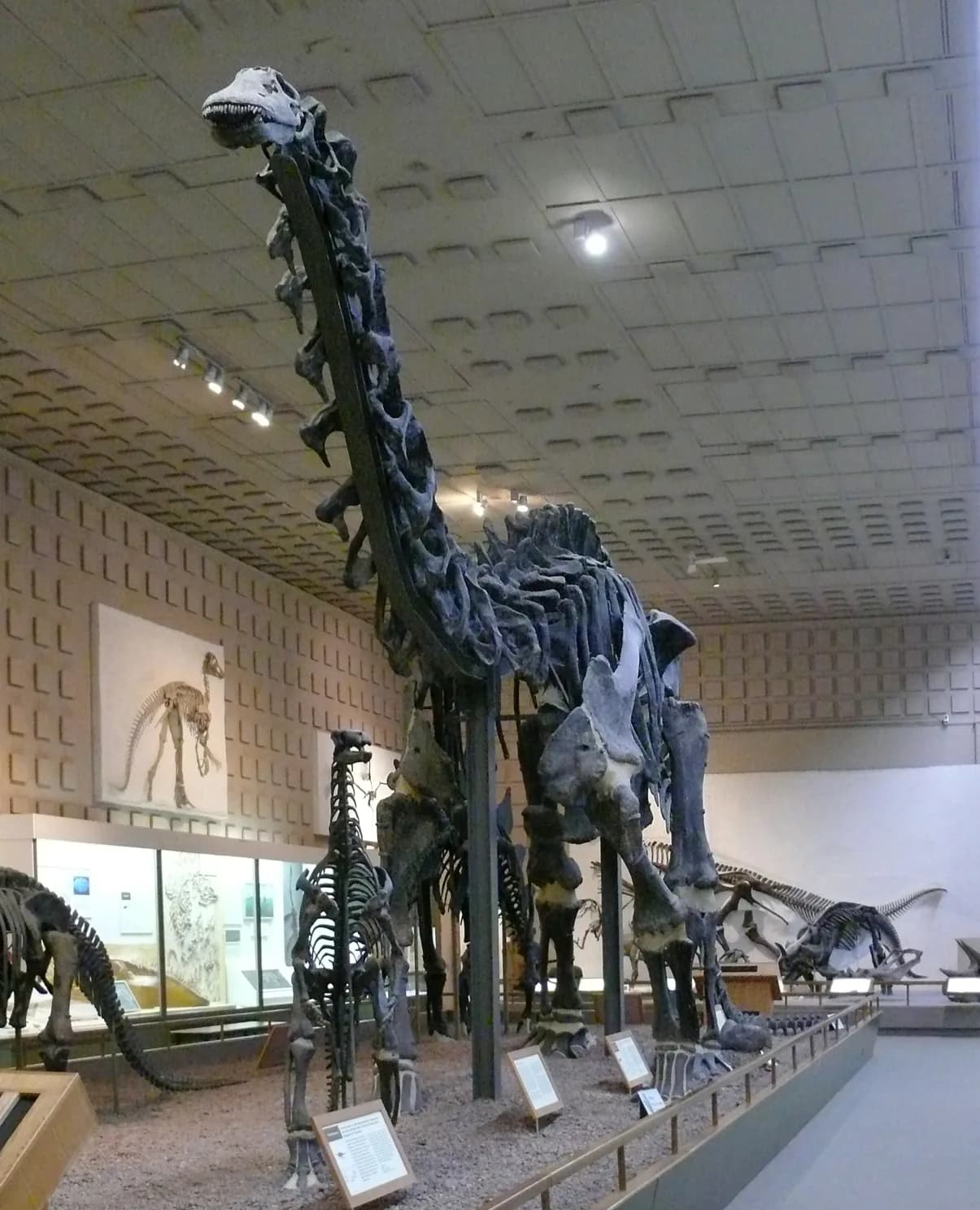 Squelette de Brontosaurus au Peabody Museum, Yale