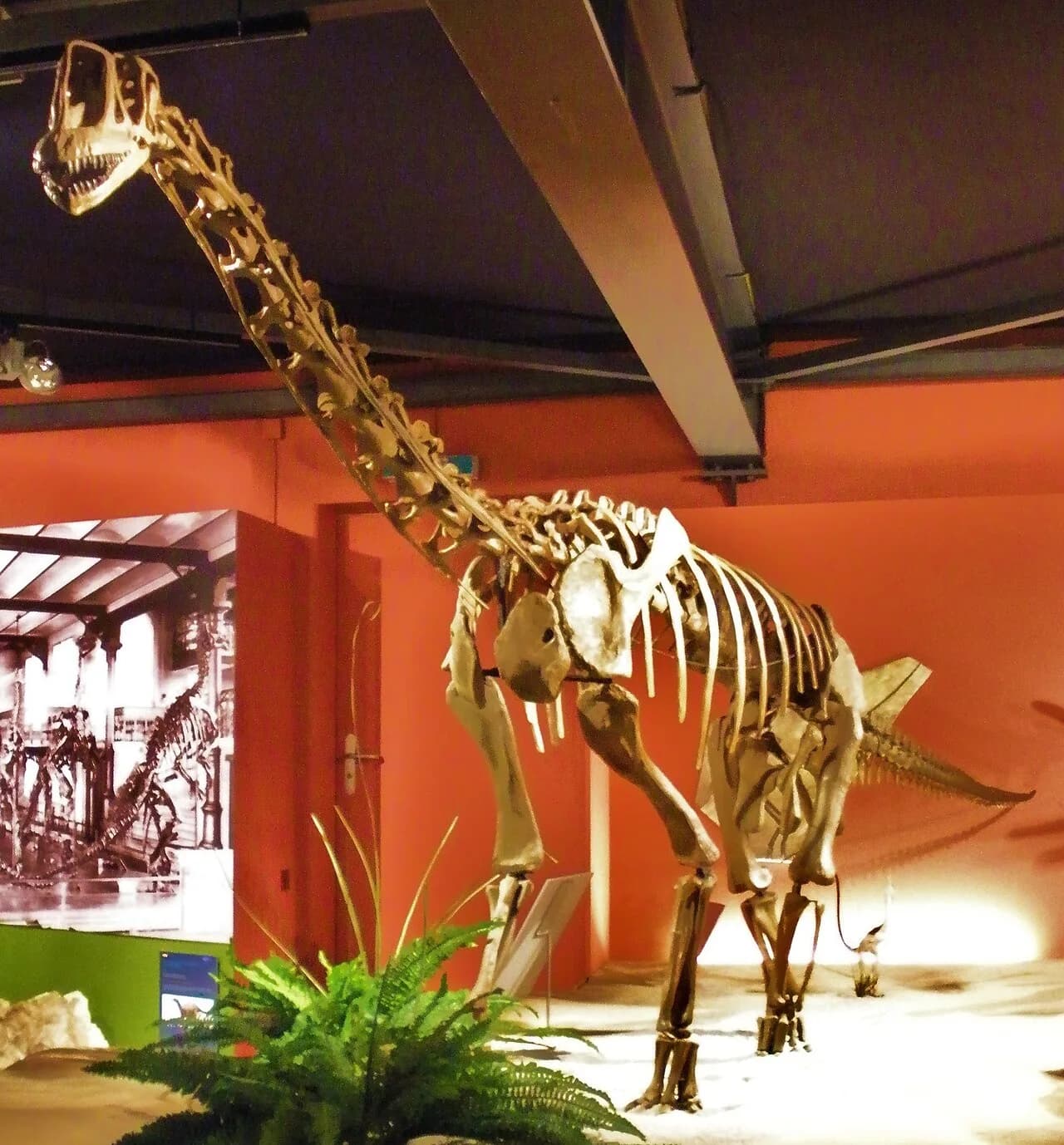 Squelette reconstitué d'Europasaurus holgeri au musée de Goslar