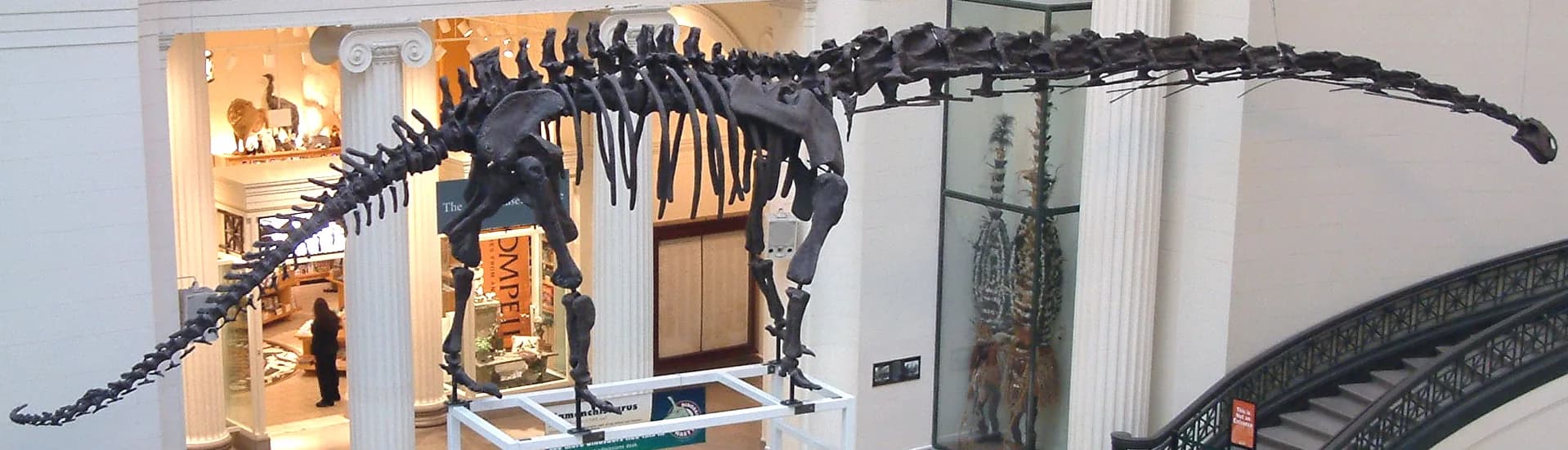 Squelette monté de Mamenchisaurus hochuanensis au Field Museum de Chicago