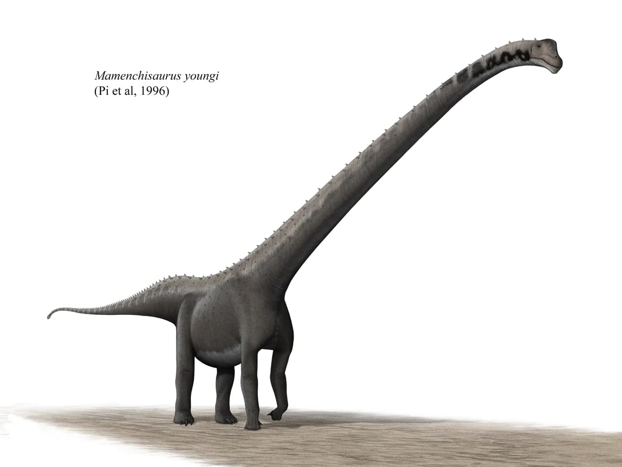Reconstitution artistique de Mamenchisaurus youngi montrant son cou exceptionnellement long