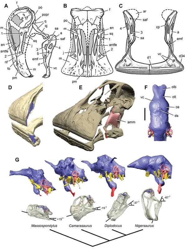 Crâne fossile de Nigersaurus taqueti