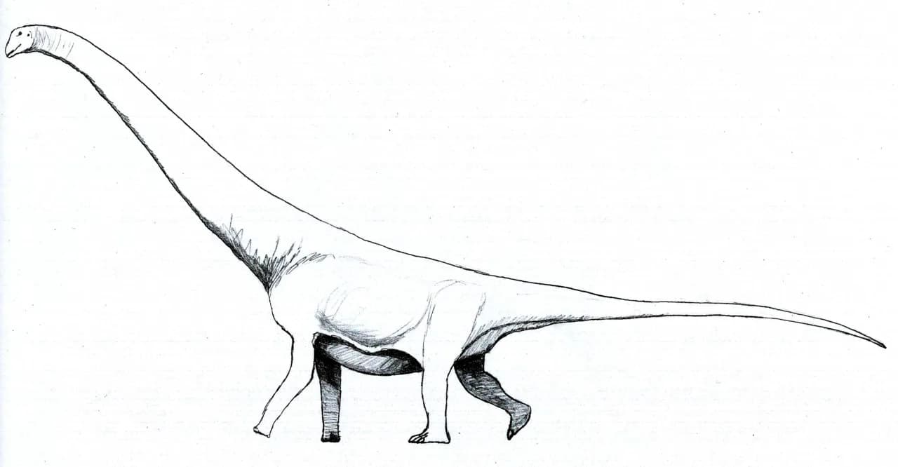 Reconstitution de Supersaurus vivianae
